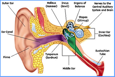 how does the ear work?