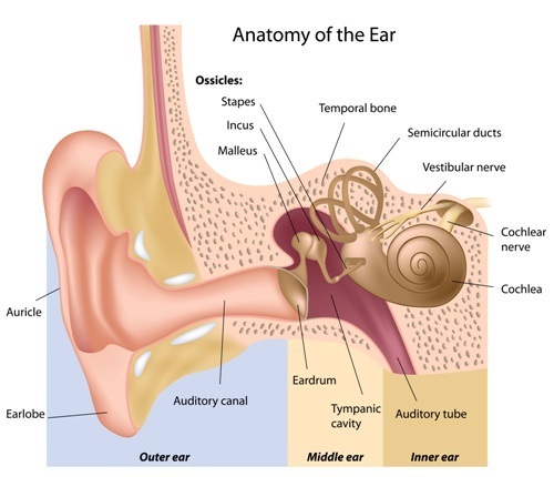 Anatomy of the Ear