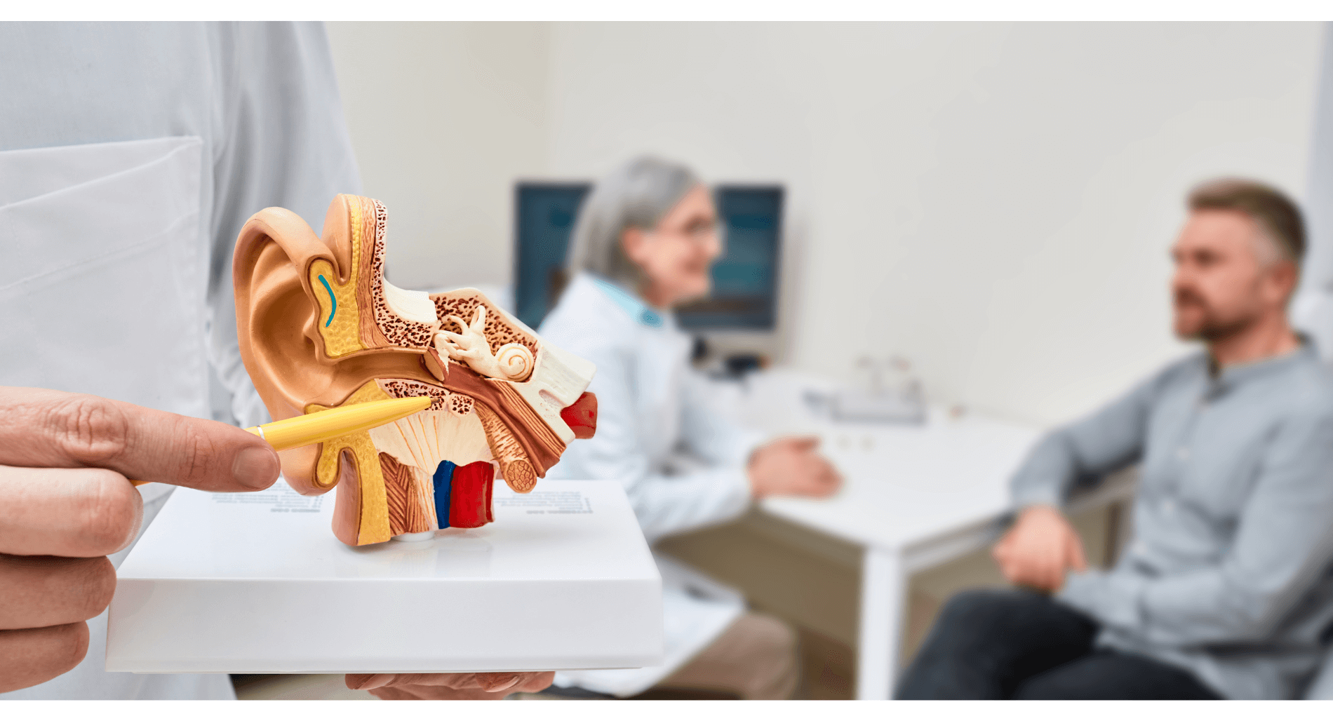 Featured image for “Understanding the Anatomy of the Ear”